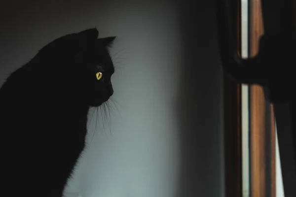 Eine Süße Schwarze Katze Auf Der Fensterbank — Stockfoto