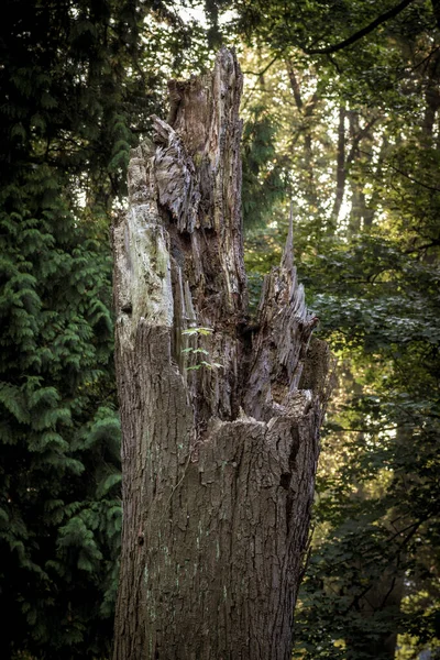 속에서 쓰러진 나무의 — 스톡 사진