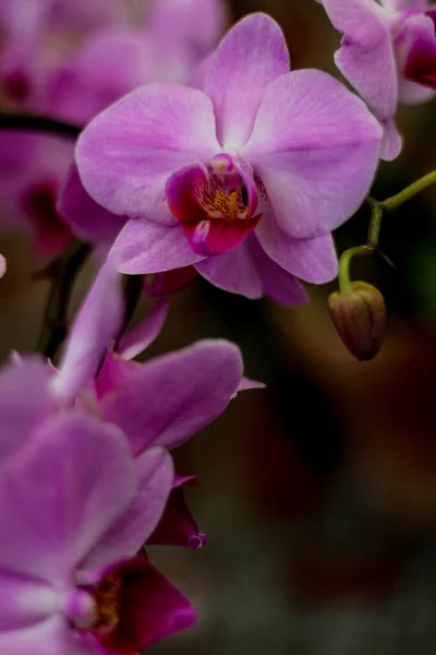一片紫色飞蛾兰花在背景模糊的花园里垂直拍摄的照片 — 图库照片