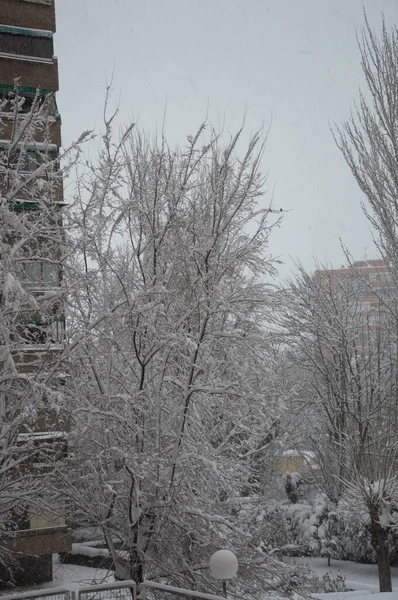 Вертикальний Знімок Дерев Вкритих Снігом Вулиці — стокове фото