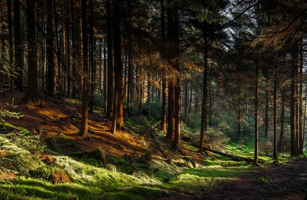 Прекрасний Спалах Світла Густому Лісі Шеффілд Велика Британія — стокове фото