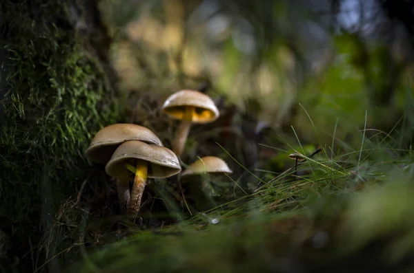 Suave Foco Setas Creciendo Suelo Del Bosque — Foto de Stock