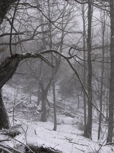 Paysage Hivernal Une Belle Forêt Feuillus Par Une Journée Enneigée — Photo