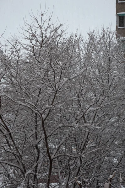 Вертикальний Знімок Гілок Дерева Вкритого Снігом — стокове фото