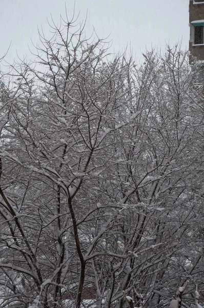 Plano Vertical Las Ramas Árbol Cubierto Nieve — Foto de Stock