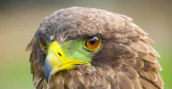 Macro Shot Majestic Eagle Yellow Green Beak — Stock Photo, Image
