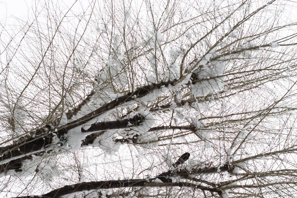 Niski Kąt Strzał Pięknego Drzewa Pokrytego Śniegiem — Zdjęcie stockowe