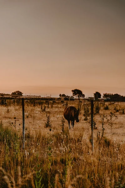 日没時に農場でポニーの垂直ショット — ストック写真