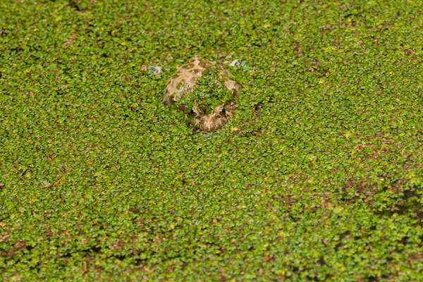 A Painted Frog, resting in a pond. Water is covered with green leaves of an invasive fern, making the frog\'s brown camouflage ineffective. Malta