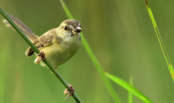 Primer Plano Curruca Caña Sosteniendo Insecto Pico — Foto de Stock