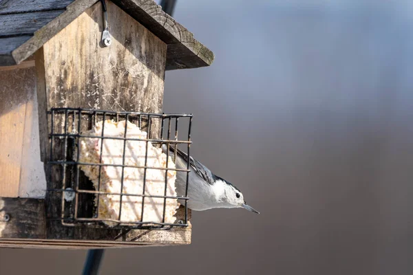 Belo Tiro Pequeno Pássaro Bonito Empoleirado Uma Casa Pássaros — Fotografia de Stock