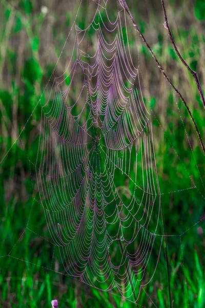 Nahaufnahme Eines Riesigen Spinnennetzes Den Gräsern Dunklen Wald — Stockfoto