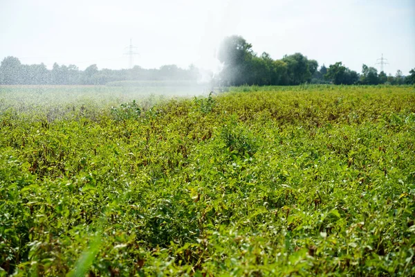 Close Agricultural Field Facing Lack Rainfall Climate Change — 图库照片