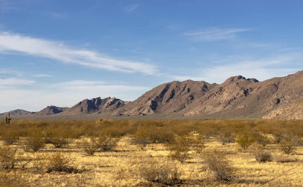 Aguila Arizona États Unis Déc 2020 Après Une Nuit Difficile — Photo