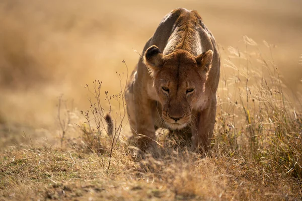 Panthera Leo Melanochaita Nın Güneş Işığı Altındaki Bir Çayırda Avlanmasına — Stok fotoğraf