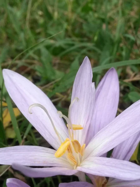 Tiro Vertical Crocus Florescido Prado — Fotografia de Stock