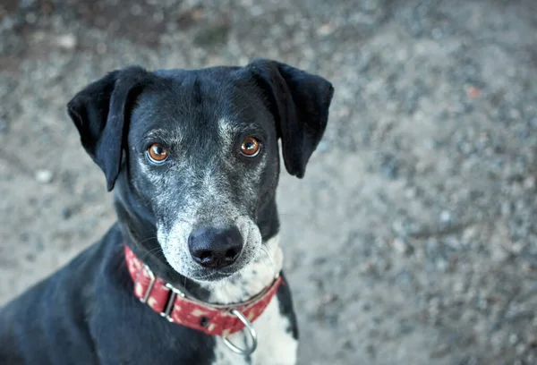 Вибірковий Фокус Чорної Напівпороди Гібридної Собаки Червоним Мартингелем — стокове фото