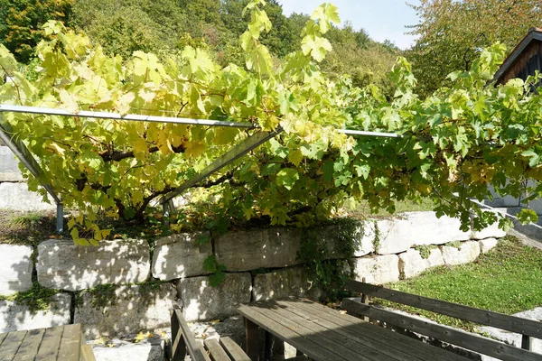 Vigneto Accanto Una Casa Paese Con Giardino — Foto Stock