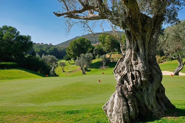 Real Golf Bendinat Mallorca — Stock Photo, Image