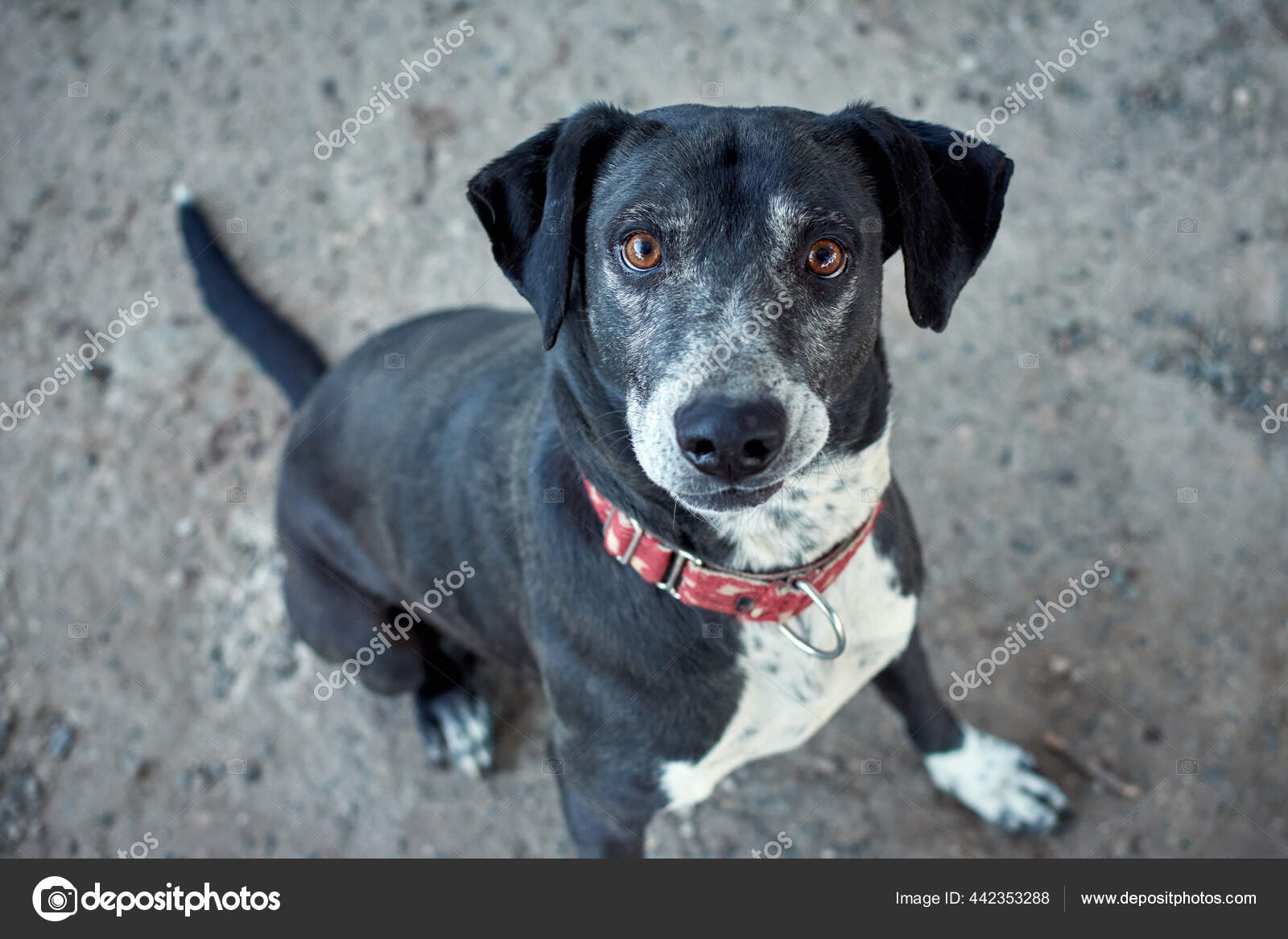 Patterdale Terrier Whippet Mix Patterdale Bull Terrier Cross