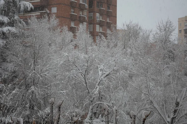 Ветви Деревьев Покрытые Снегом Зданиями Заднем Плане — стоковое фото