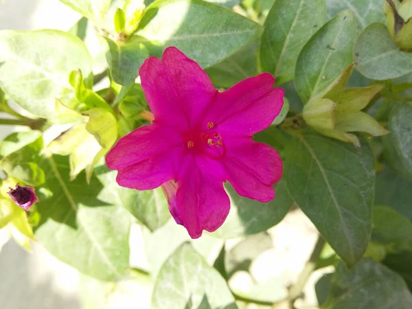 Tiro Close Uma Flor Rosa Mirabilis Laevis — Fotografia de Stock