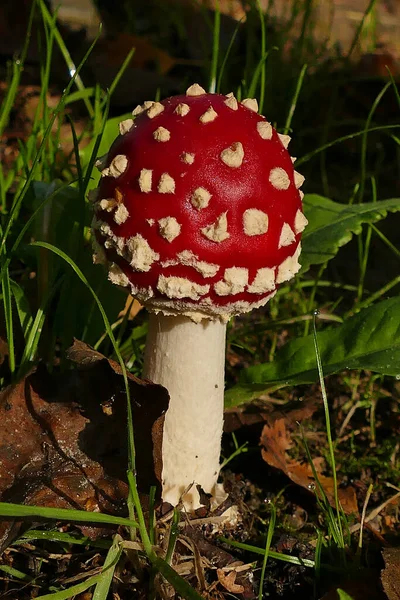 Een Verticaal Schot Van Een Rode Vlieg Agaric Paddestoel Grond — Stockfoto