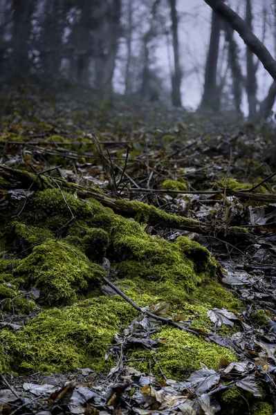 Soğuk Bir Günde Islak Zemin Yosun Olan Bir Ormanın Dikey — Stok fotoğraf