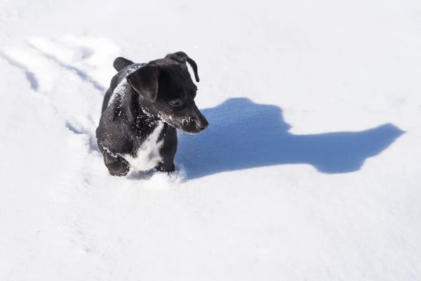 Primo Piano Simpatico Cucciolo Nero Sulla Neve Alla Luce Del — Foto Stock