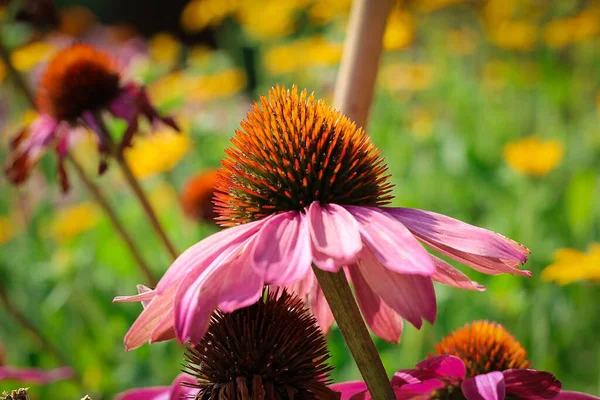 Eine Nahaufnahme Lila Sonnenhut Einem Garten Sonnenlicht Mit Verschwommenem Hintergrund — Stockfoto