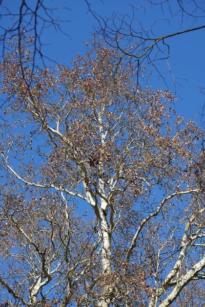 Disparo Vertical Sicómoro California Árbol Plano California Fondo Del Cielo —  Fotos de Stock