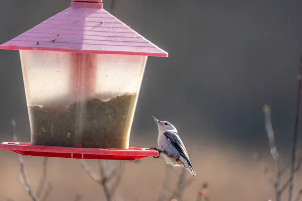 鳥の家の上に小さなかわいい鳥の美しいショット — ストック写真