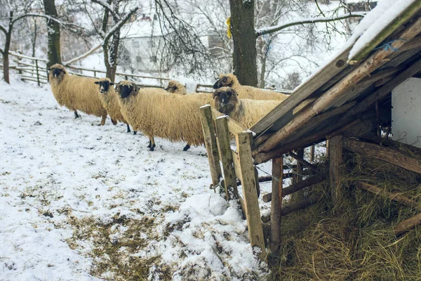 Owce Stojące Śniegu Wypełnione Ciągu Dnia — Zdjęcie stockowe