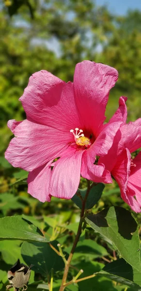 晴れた日に撮影されたエキゾチックなピンクの花の垂直ショット — ストック写真
