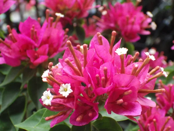 Eine Selektive Fokusaufnahme Exotischer Rosa Blüten Mit Schönen Blütenblättern Und — Stockfoto