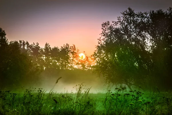 Прекрасний Вид Рожеві Хмари Під Час Заходу Сонця Лісі Весняний — стокове фото