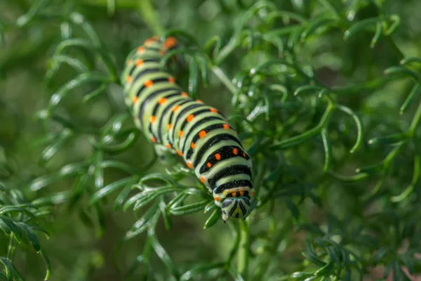 马耳他燕尾蝴蝶毛毛虫在绿叶上的特写镜头 — 图库照片