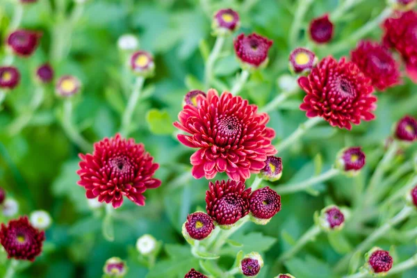 Foco Seletivo Close Planta Floração — Fotografia de Stock