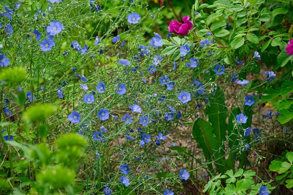 Selektywne Ujęcie Ostrości Pięknych Niebieskich Kwiatów Ogrodzie — Zdjęcie stockowe