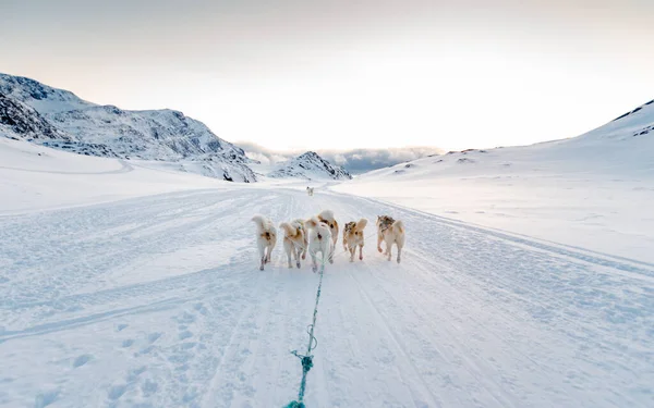 Hermoso Tiro Perros Trineo Una Hermosa Zona Montañosa Cubierta Nieve —  Fotos de Stock