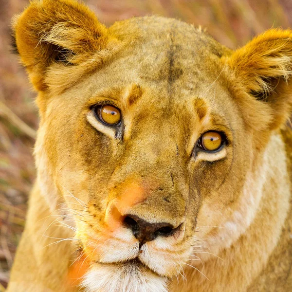 Detailní Záběr Portrétu Lvice Jihoafrickém Safari — Stock fotografie