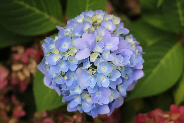 Enfoque Selectivo Flores Exóticas Con Pequeños Pétalos Azules —  Fotos de Stock