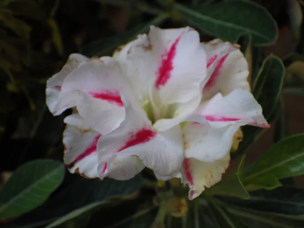 这是一朵奇异的花的特写 花瓣是粉色和白色的 — 图库照片