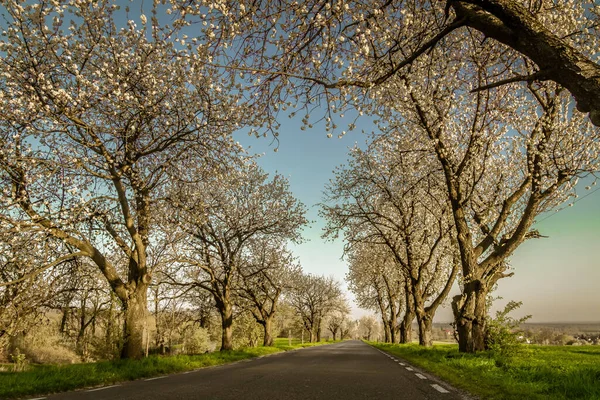 Schöne Aussicht Auf Blühende Kirschbäume Der Nähe Des Annaberges Polen — Stockfoto