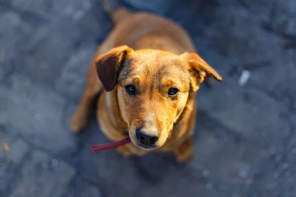 Tiro Foco Seletivo Filhote Cachorro Bonito Labrador Olhando Para Câmera — Fotografia de Stock
