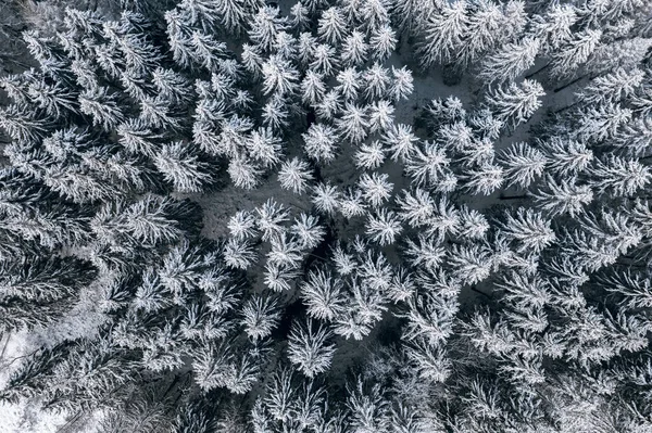 Horní Pohled Jedlový Les Pokrytý Sněhem — Stock fotografie