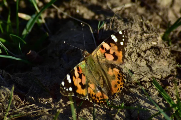 Tiro Close Uma Borboleta Laranja Com Pontos Pretos Sentados Grama — Fotografia de Stock