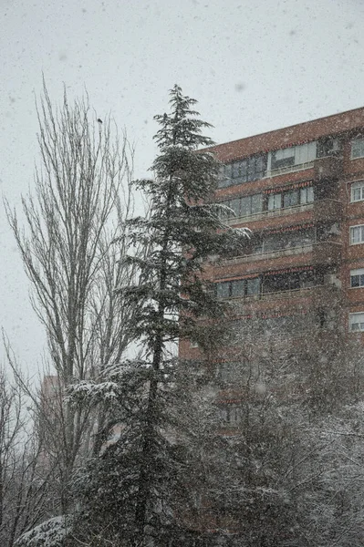 Disparo Vertical Árboles Cerca Del Edificio Durante Las Fuertes Nevadas — Foto de Stock