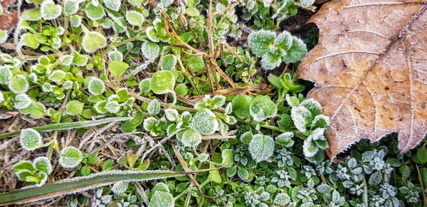 Colpo Alto Angolo Della Pianta Con Foglie Congelate — Foto Stock