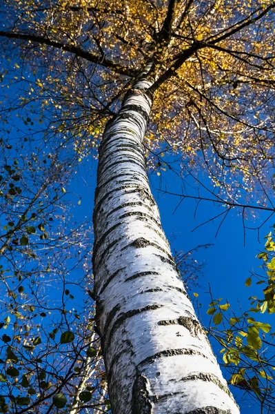 Pionowe Ujęcie Wysokiego Drzewa Złotymi Liśćmi Białą Korą Pod Czystym — Zdjęcie stockowe